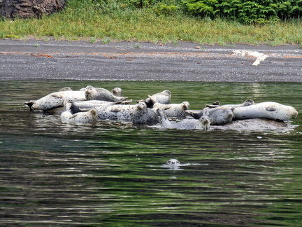 о.Сахалин, Нерпочки